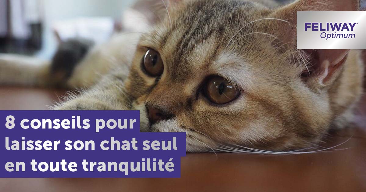 8 Conseils Pour Laisser Son Chat Seul. Partez Sans Stress !