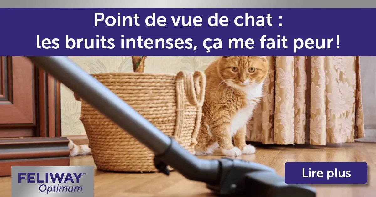 Point de vue de chat : les bruits intenses, ça me fait peur !