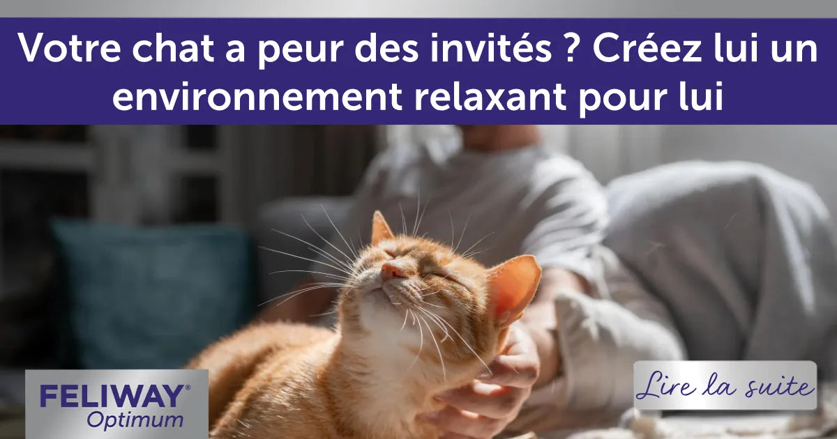 Votre chat a peur des invités ? Créez lui un environnement relaxant pour lui