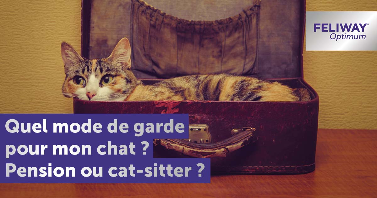 pension-pour-chat-que-choisir