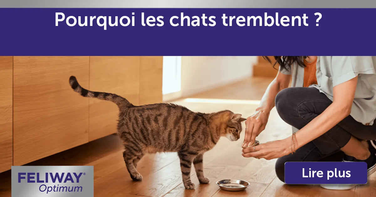 Pourquoi les chats tremblent-ils ?