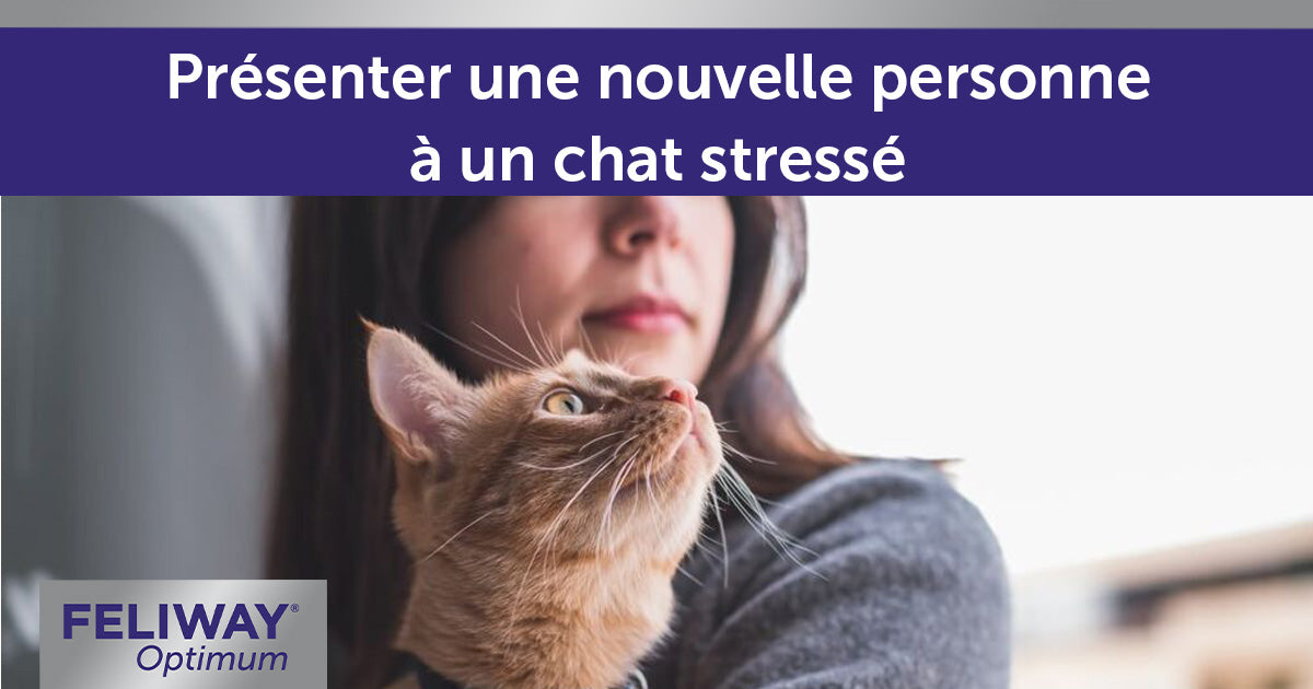 Présenter une nouvelle personne à un chat stressé