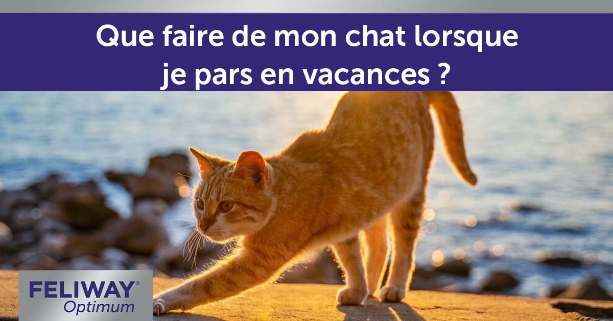 que-faire-de-mon-chat-lorsque-je-pars-en-vacances