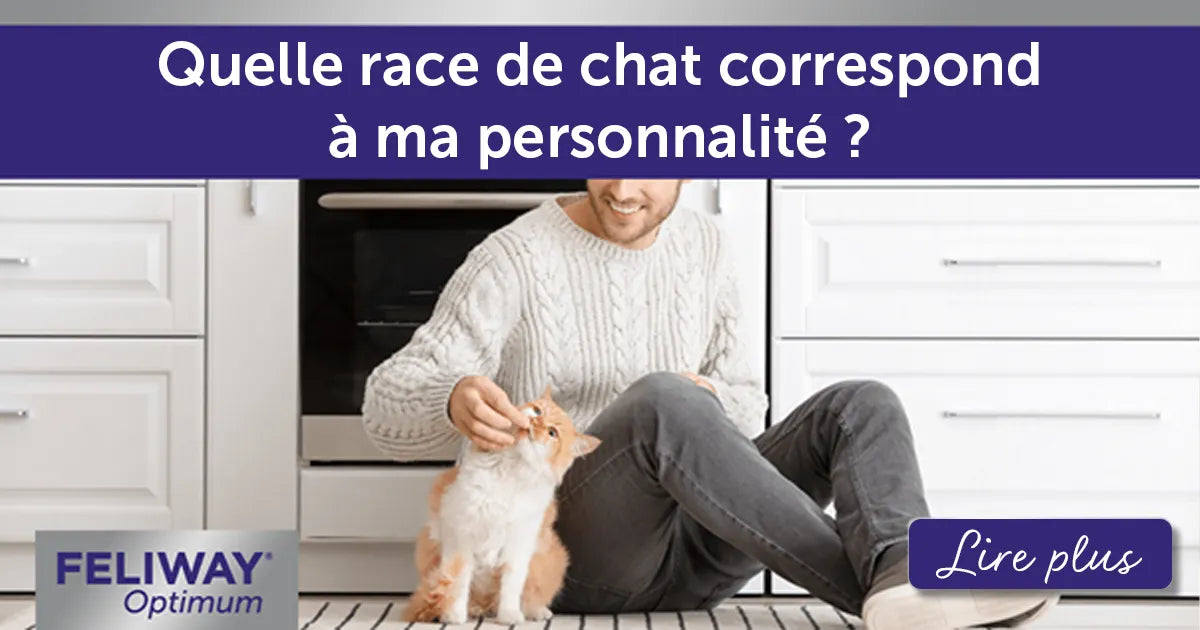 Quelle race de chat correspond à ma personnalité ? 7 choses à considérer