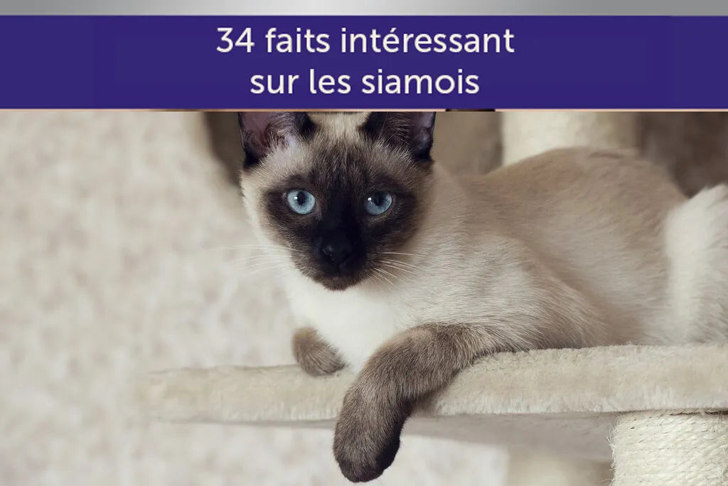 34 faits intéressants sur les Siamois !