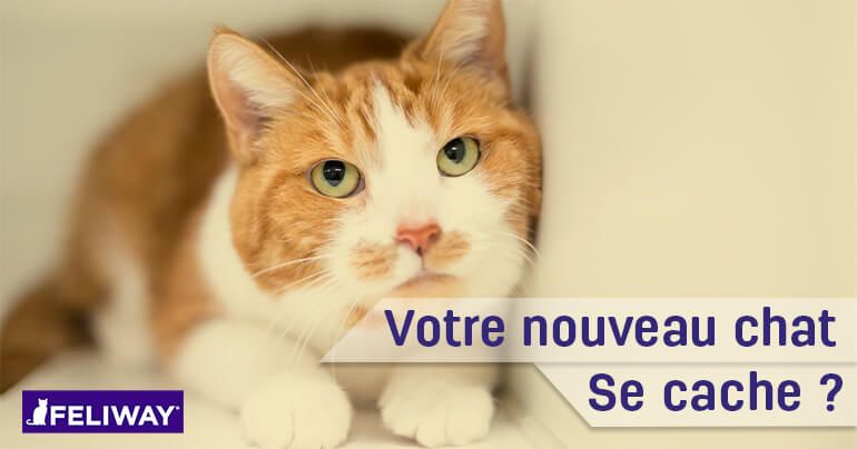 pourquoi-mon-chat-se-cache