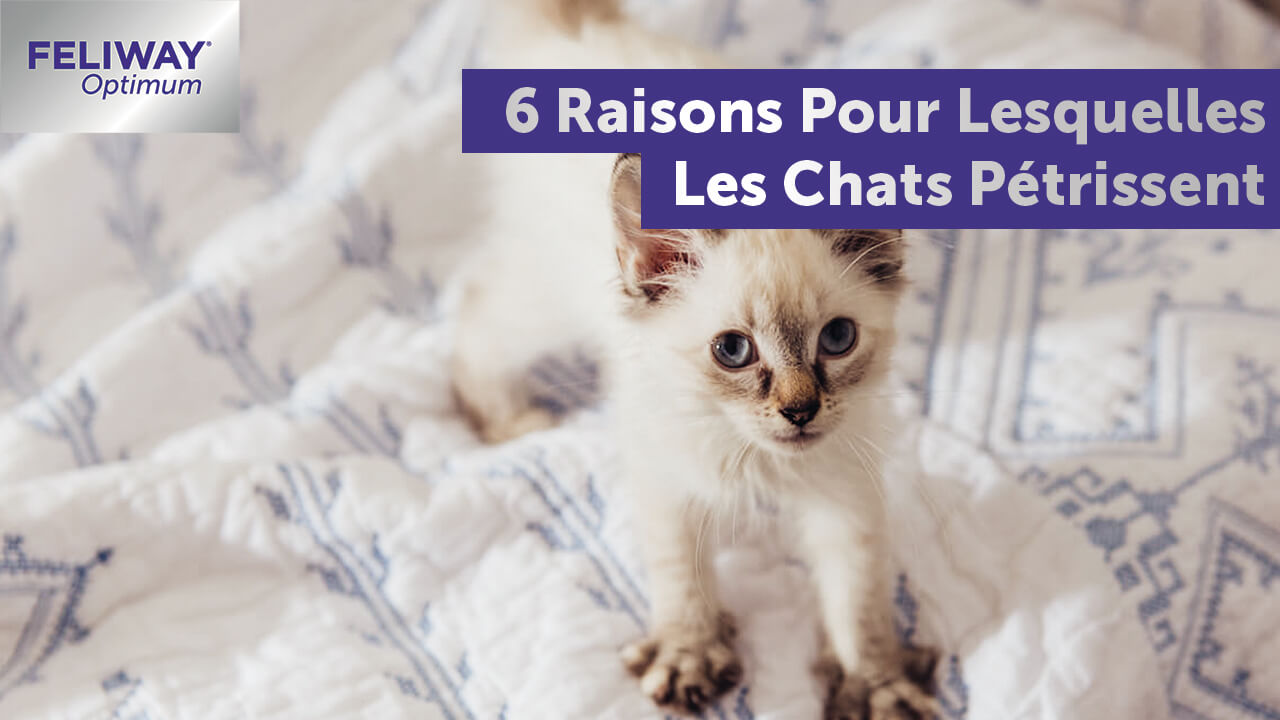 pourquoi-les-chats-petrissent-6-raisons