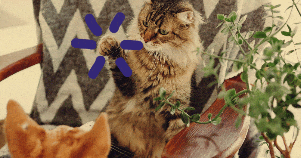 chats-qui-se-battent-astuce-pour-retablir-l-harmonie