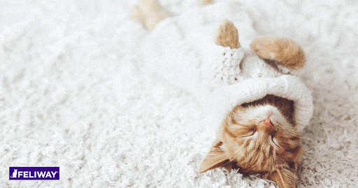 mon-chat-peut-il-avoir-froid
