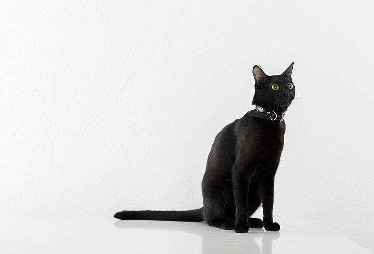 10 faits fascinants sur les chats noirs