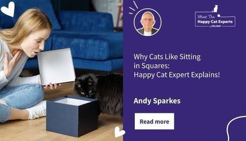 Pourquoi les chats aiment-ils s'asseoir dans des espaces carrés ? Un expert vous explique !