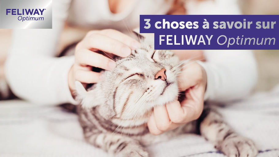 3 Choses à Savoir Sur FELIWAY Optimum !