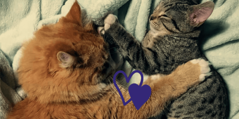 Comment Faciliter La Cohabitation Entre Chat et Chaton