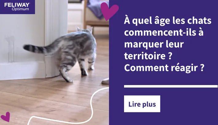  Un chat s'enfuit après avoir marqué son territoire en urinant sur un mur.