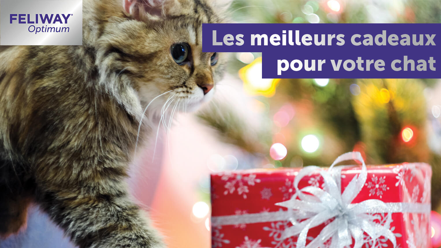 Les Meilleurs Cadeaux pour Votre Chat ! - FELIWAY France