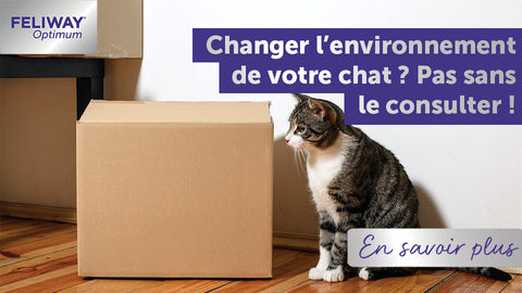 Changer l'environnement de votre chat ? Pas sans le consulter !