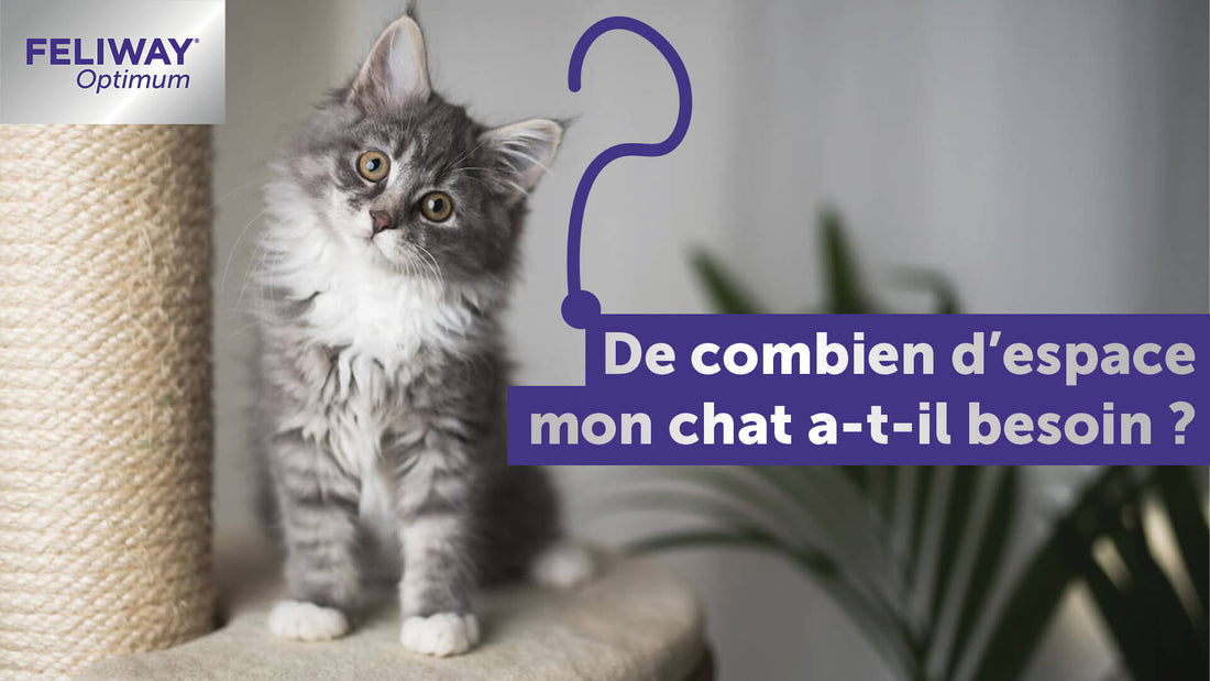 de-combien-de-place-un-chat-a-t-il-besoin