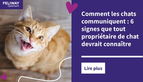Un chat roux lève les yeux vers l'appareil photo et miaule.
