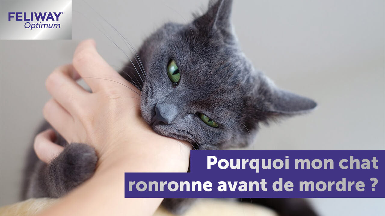 Pourquoi Mon Chat me Mordille et Ronronne ? - FELIWAY France