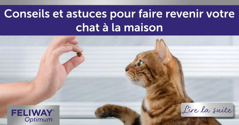Conseils et astuces pour faire revenir votre chat à la maison