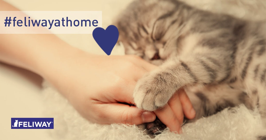 coronavirus-mon-chat-peut-il-etre-infecte-ou-transmettre-le-virus
