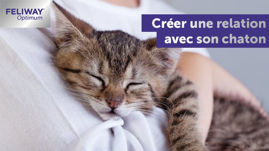 Comment créer une relation avec votre nouveau chaton ?