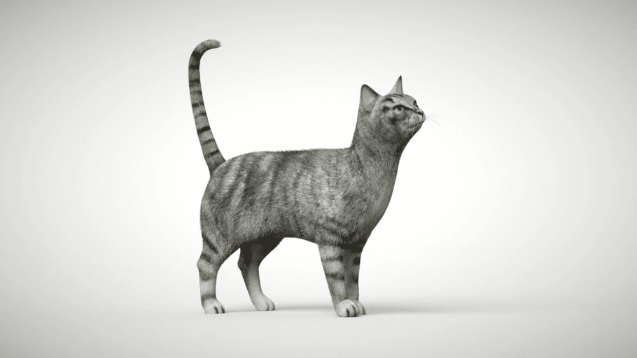 Parlez-vous chat ? Le langage des chats expliqué !