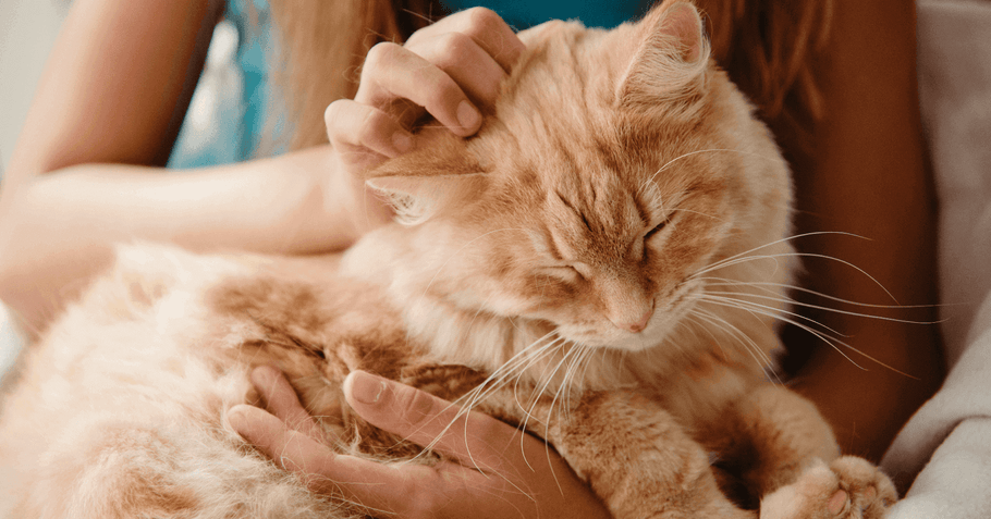 Les Besoins Essentiels Des Chats