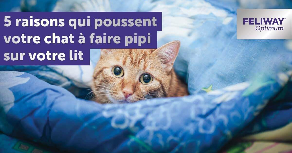 Pourquoi Mon Chat Fait Pipi Sur Mon Lit ? 5 Raisons Pour l'Expliquer