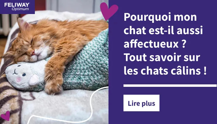 Pourquoi mon chat est-il aussi affectueux ? Tout savoir sur les chats câlins !