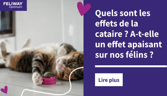Un chat aux couleurs variées, couché sur le dos, joue avec une balle imprégnée d'herbe-aux-chats dans une cuisine. 