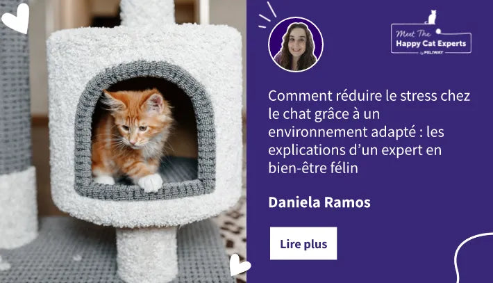 Un chat Maine Coon roux perché sur un arbre à chat.  