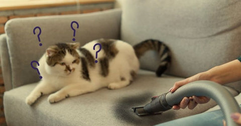 enlever-lodeur-durine-de-chat-en-6-étapes