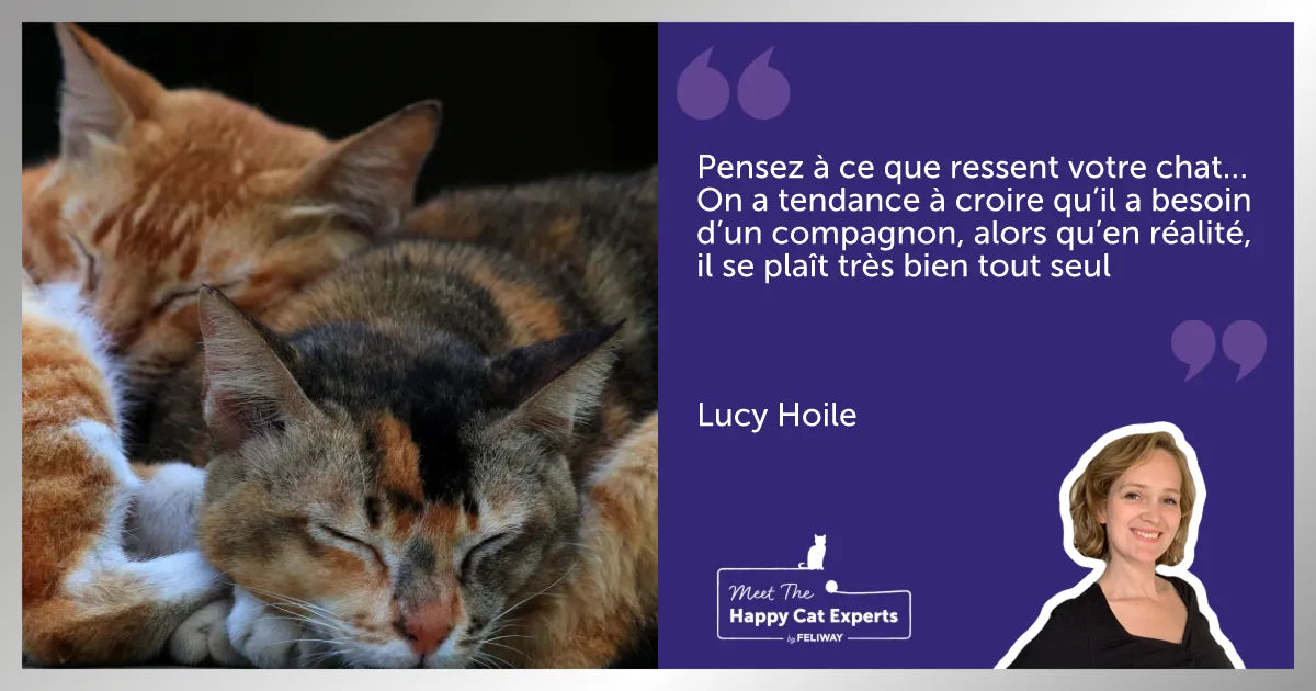 Deux chats blottis l’un contre l’autre, endormis.