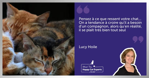 Deux chats blottis l’un contre l’autre, endormis.
