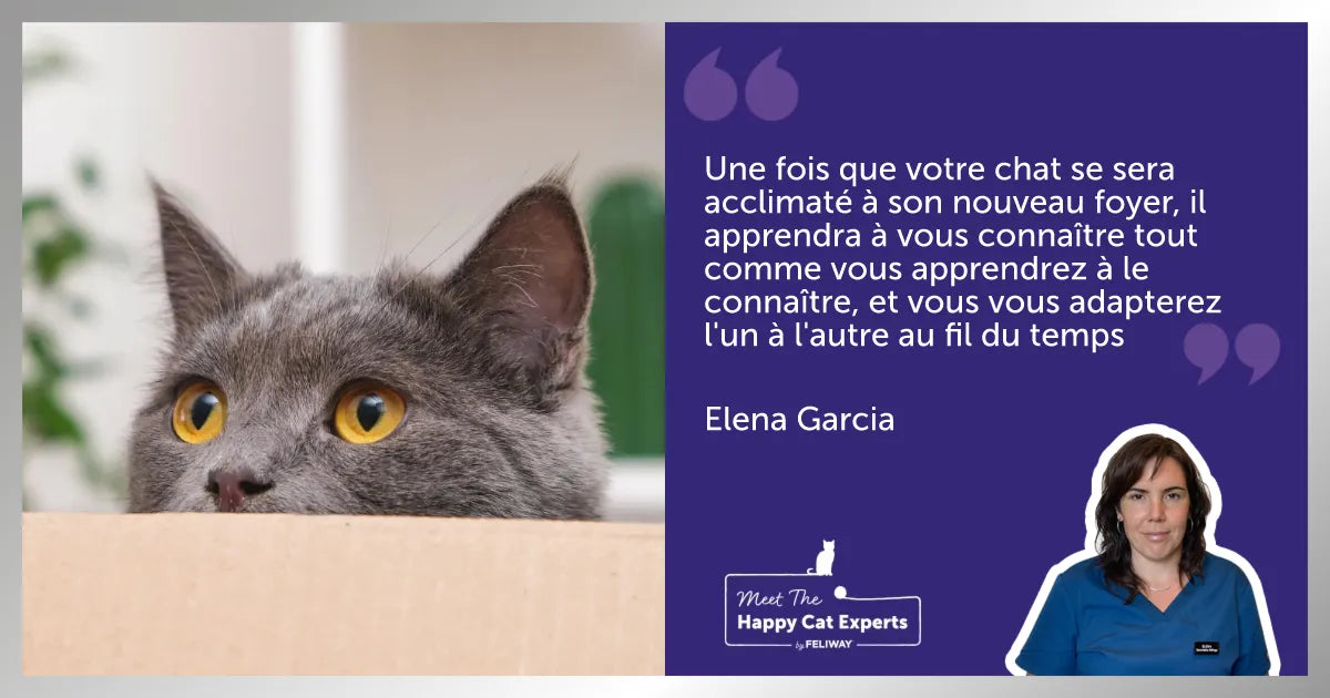 Un chat gris aux yeux dorés jette un coup d'œil depuis le haut d'une boîte en carton. 