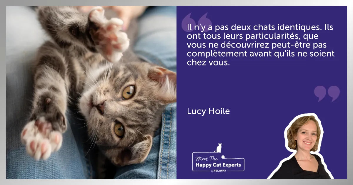 Petit chat gris allongé sur les genoux de quelqu’un.