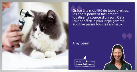 Les sens des chats : l’ouïe