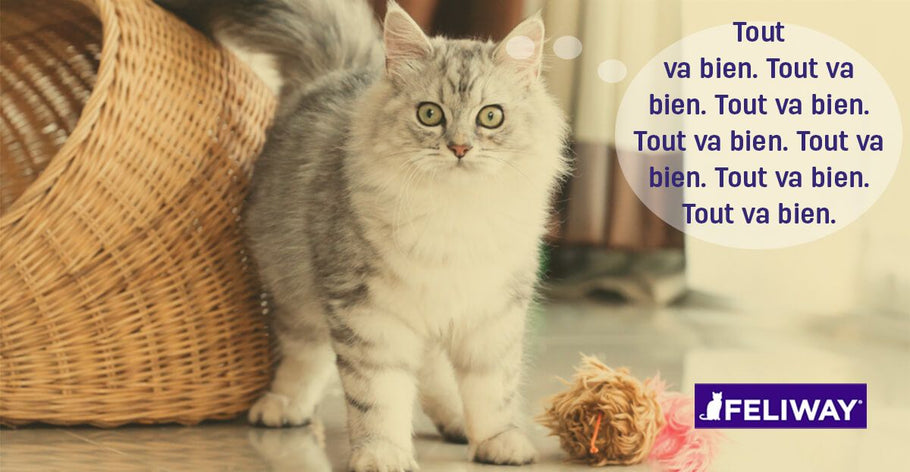 Comment Calmer Un Chat Anxieux ?