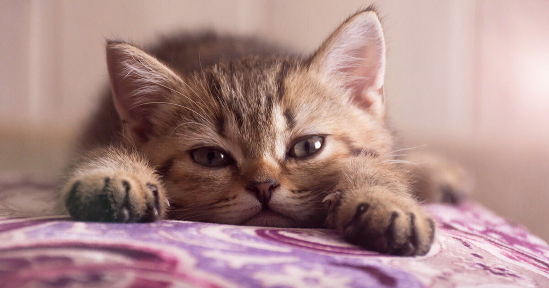 Peut-on laisser son chat seul à la maison, et combien de temps ?