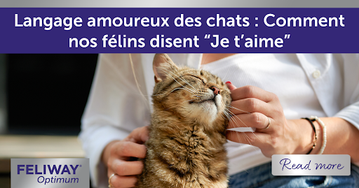 Chat affectueux se frottant contre la main d’une femme.