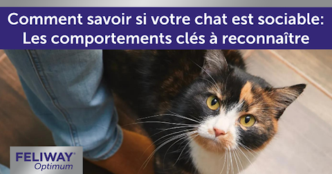 Chat noir avec des touches rousses sur le visage, levant les yeux vers son humain en passant entre ses jambes
