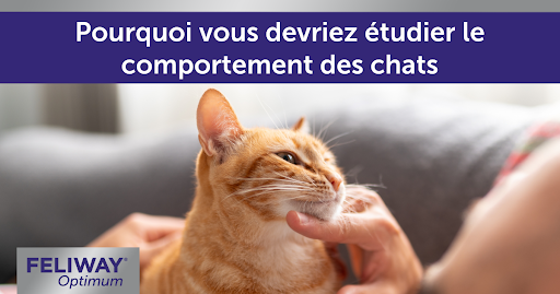 Un homme caresse un chat roux assis sur sa poitrine.