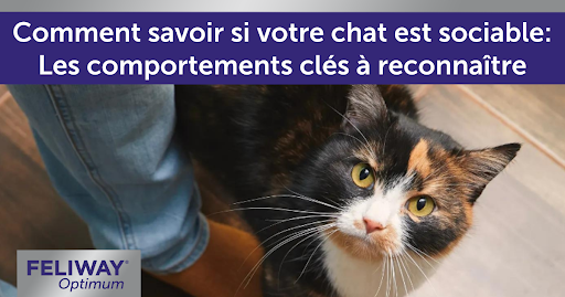 Chat noir avec des touches rousses sur le visage, levant les yeux vers son humain en passant entre ses jambes