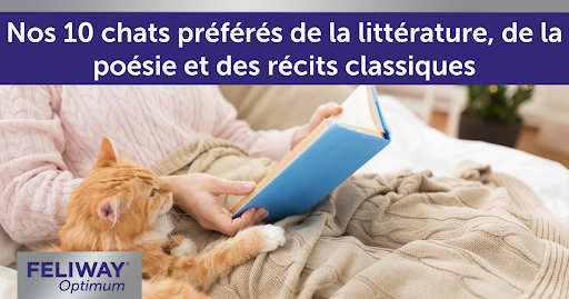Chat roux allongé sur une couverture à côté d’une personne lisant un livre.