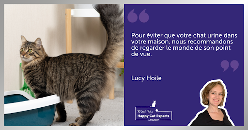 Un chat domestique près de sa litière dans un salon.