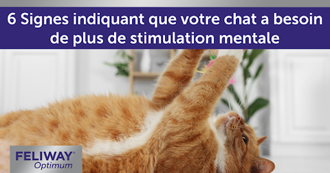 Un chat roux tend la patte pour jouer avec un jouet que son maître tient au-dessus de lui.