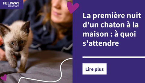 Un petit chaton siamois marche sur un lit tandis qu’une femme se détend en arrière-plan.