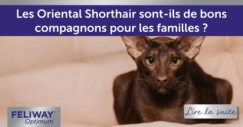 Les Oriental Shorthair sont-ils de bons compagnons pour les familles ?