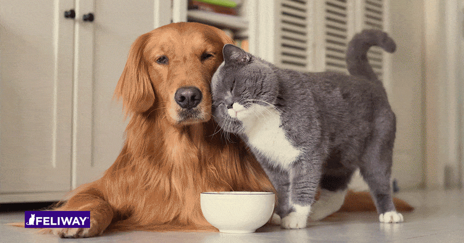 Comment faire cohabiter chat et chien en paix